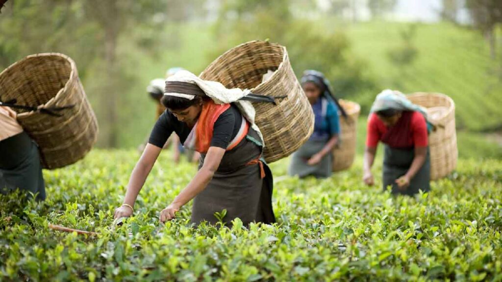 সিলেটের দর্শনীয় স্থান লাক্কাতুরা চা বাগান